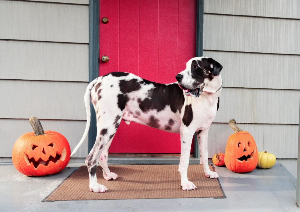 Dog On Porch With Halloween Decorations | Cantor Injury Law In St, Louis, MO Dog on porch with Halloween decorations. legal advice for Missouri Homeowners.