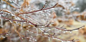 ice accumulation on tree branches after an ice storm in Missouri